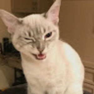 Meet your Posher, Francis